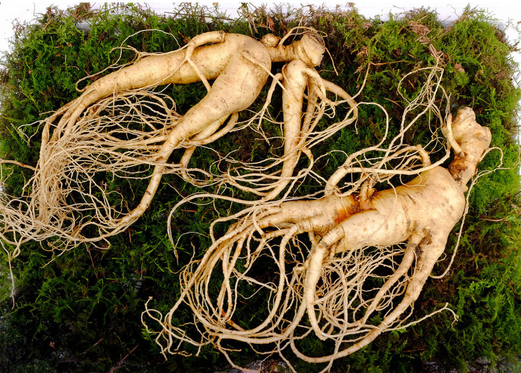 Red Panax Ginseng: Magical supplement for physical, mental and sexual well-being.